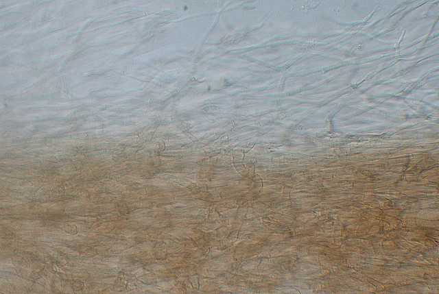 Galerina stylifera   (G.F. Atk.) A.H. Sm. & Singer